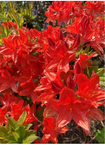 AZALEA mollis NABUCCO