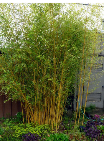 PHYLLOSTACHYS aureosulcata AUREOCAULIS