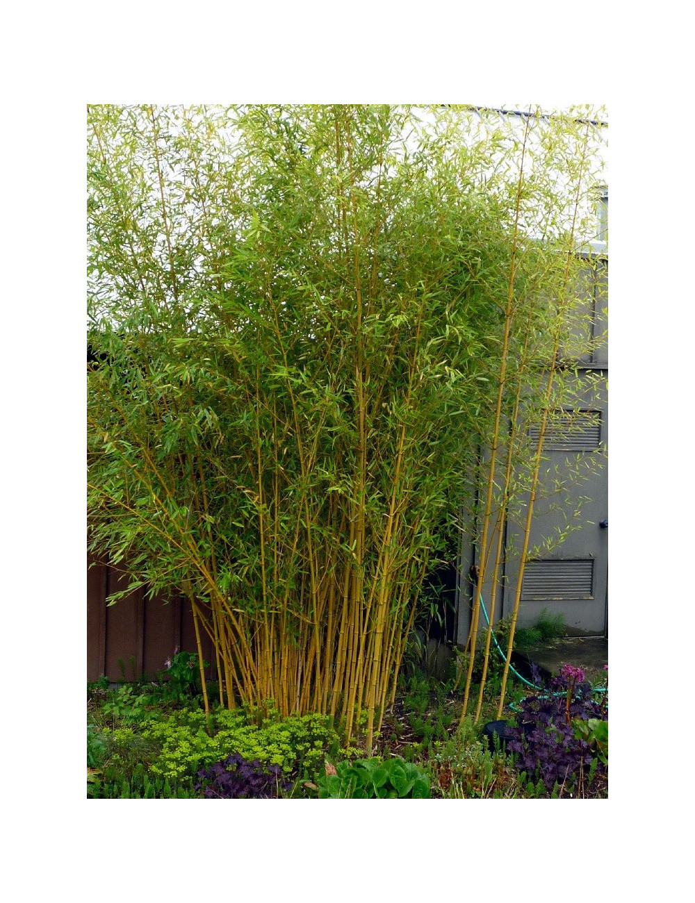 PHYLLOSTACHYS aureosulcata AUREOCAULIS