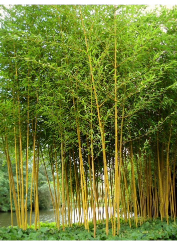 PHYLLOSTACHYS aureosulcata AUREOCAULIS