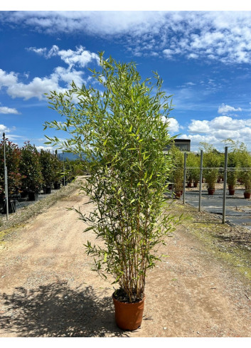 PHYLLOSTACHYS aureosulcata AUREOCAULIS En pot de 15-20 litres