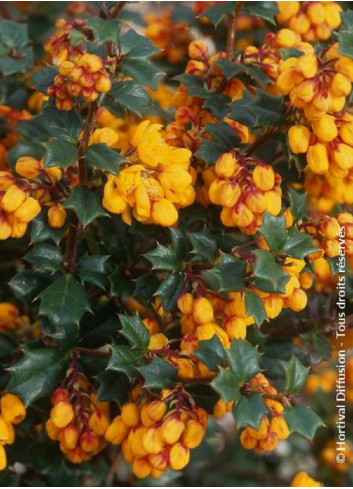 BERBERIS darwinii