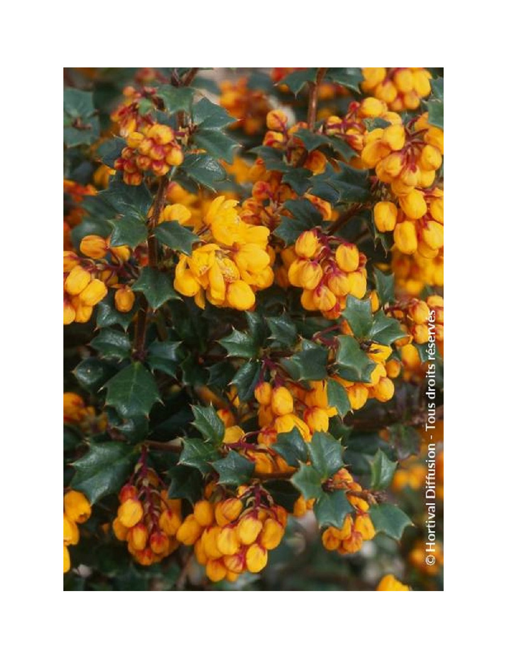 BERBERIS darwinii