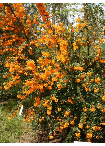 BERBERIS darwinii