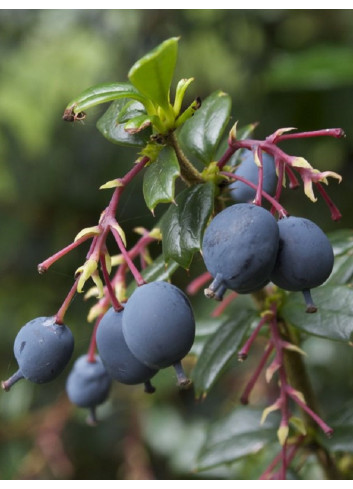 BERBERIS darwinii