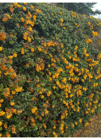 BERBERIS darwinii