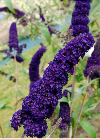 BUDDLEIA davidii BLACK KNIGHT