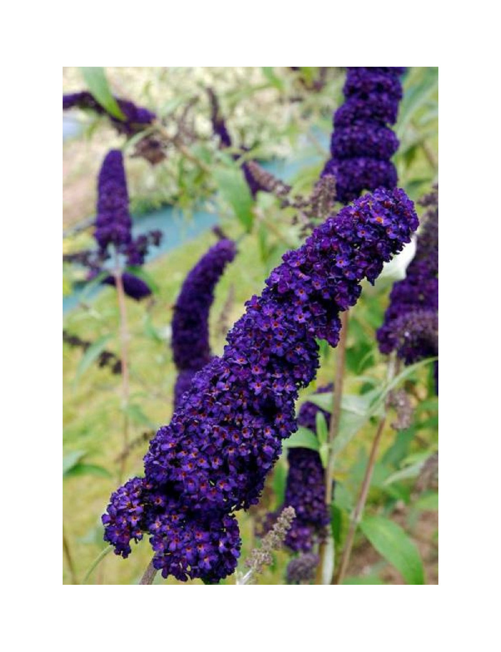 BUDDLEIA davidii BLACK KNIGHT