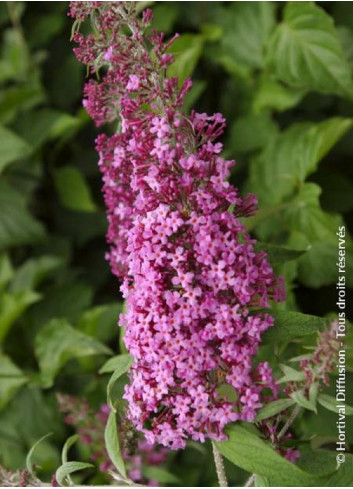 BUDDLEIA davidii PINK DELIGHT