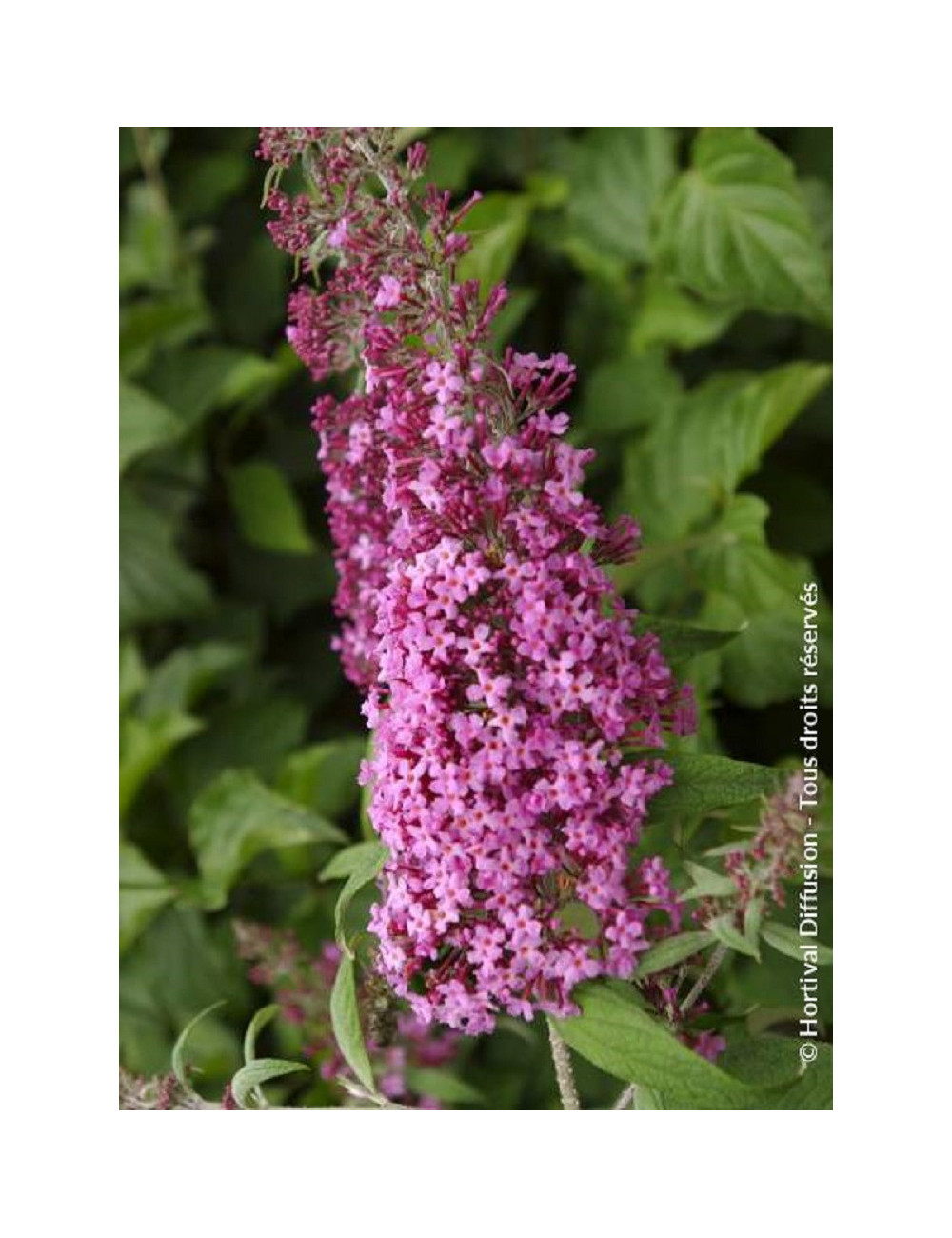 BUDDLEIA davidii PINK DELIGHT