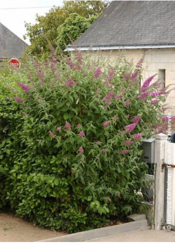 BUDDLEIA davidii PINK DELIGHT