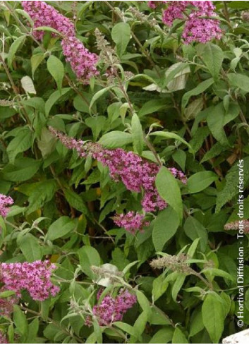 BUDDLEIA davidii PINK DELIGHT