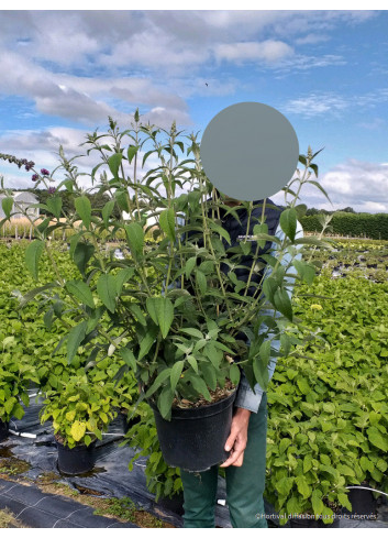 BUDDLEIA davidii PINK DELIGHT En pot de 10-12 litres