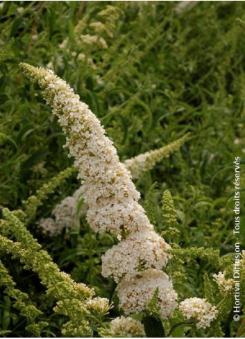 BUDDLEIA davidii WHITE PROFUSION