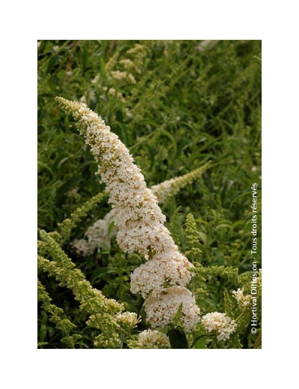 BUDDLEIA davidii WHITE PROFUSION