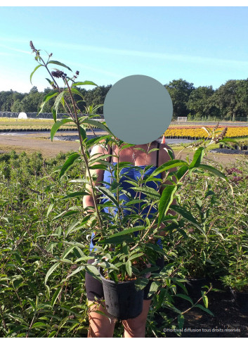 BUDDLEIA davidii WHITE PROFUSION En pot de 4-5 litres