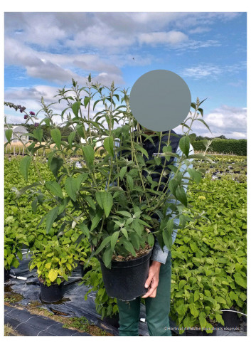 BUDDLEIA davidii WHITE PROFUSION En pot de 10-12 litres