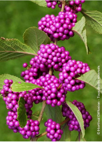 CALLICARPA bodinieri PROFUSION