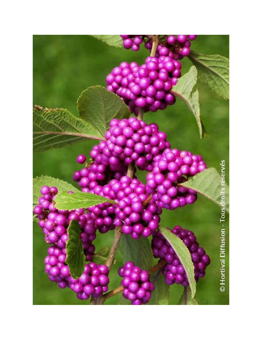 CALLICARPA bodinieri PROFUSION