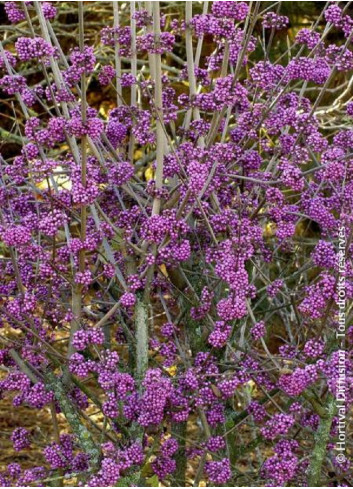 CALLICARPA bodinieri PROFUSION