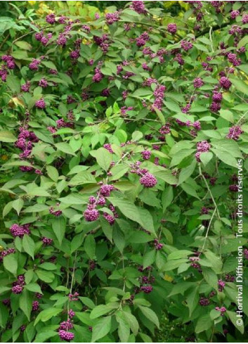 CALLICARPA bodinieri PROFUSION