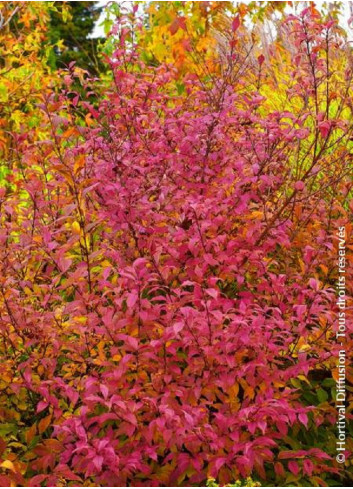 CALLICARPA bodinieri PROFUSION