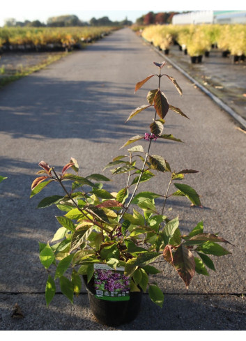 CALLICARPA bodinieri PROFUSION En pot de 4-5 litres