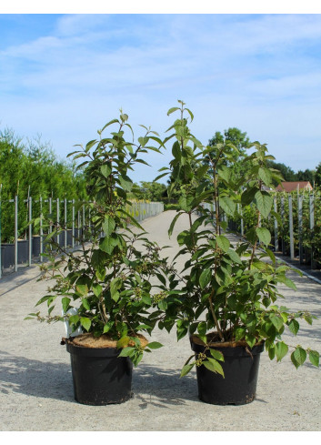 CALLICARPA bodinieri PROFUSION En pot de 10-12 litres