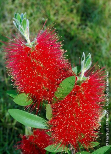 CALLISTEMON laevis