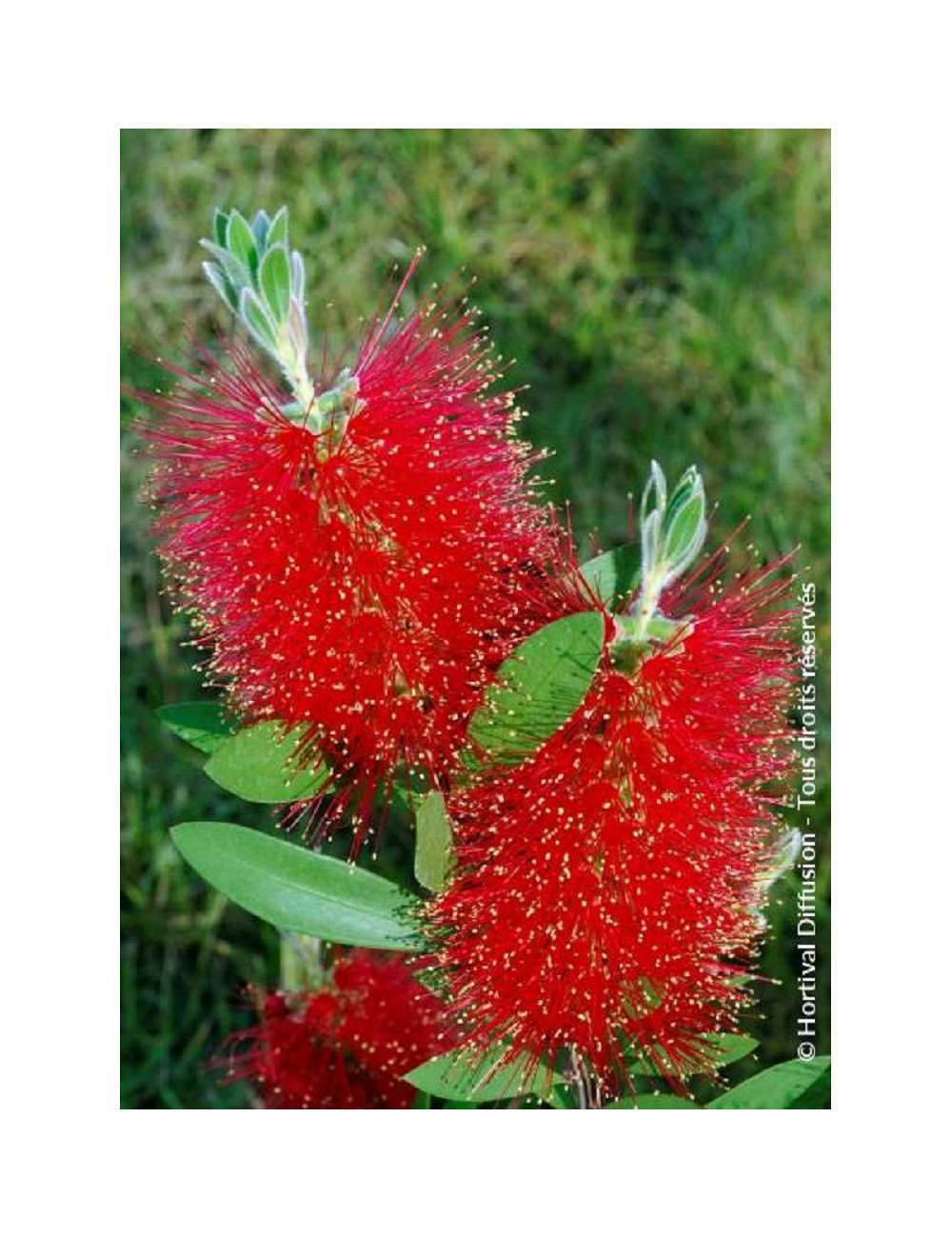 CALLISTEMON laevis