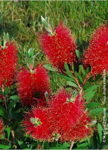 CALLISTEMON laevis