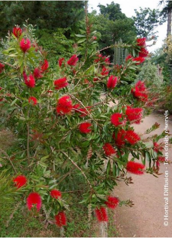 CALLISTEMON laevis