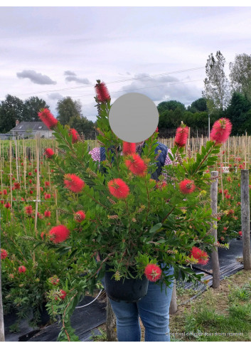 CALLISTEMON laevis En pot de 4-5 litres