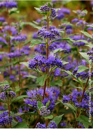 CARYOPTERIS clandonensis GRAND BLEU