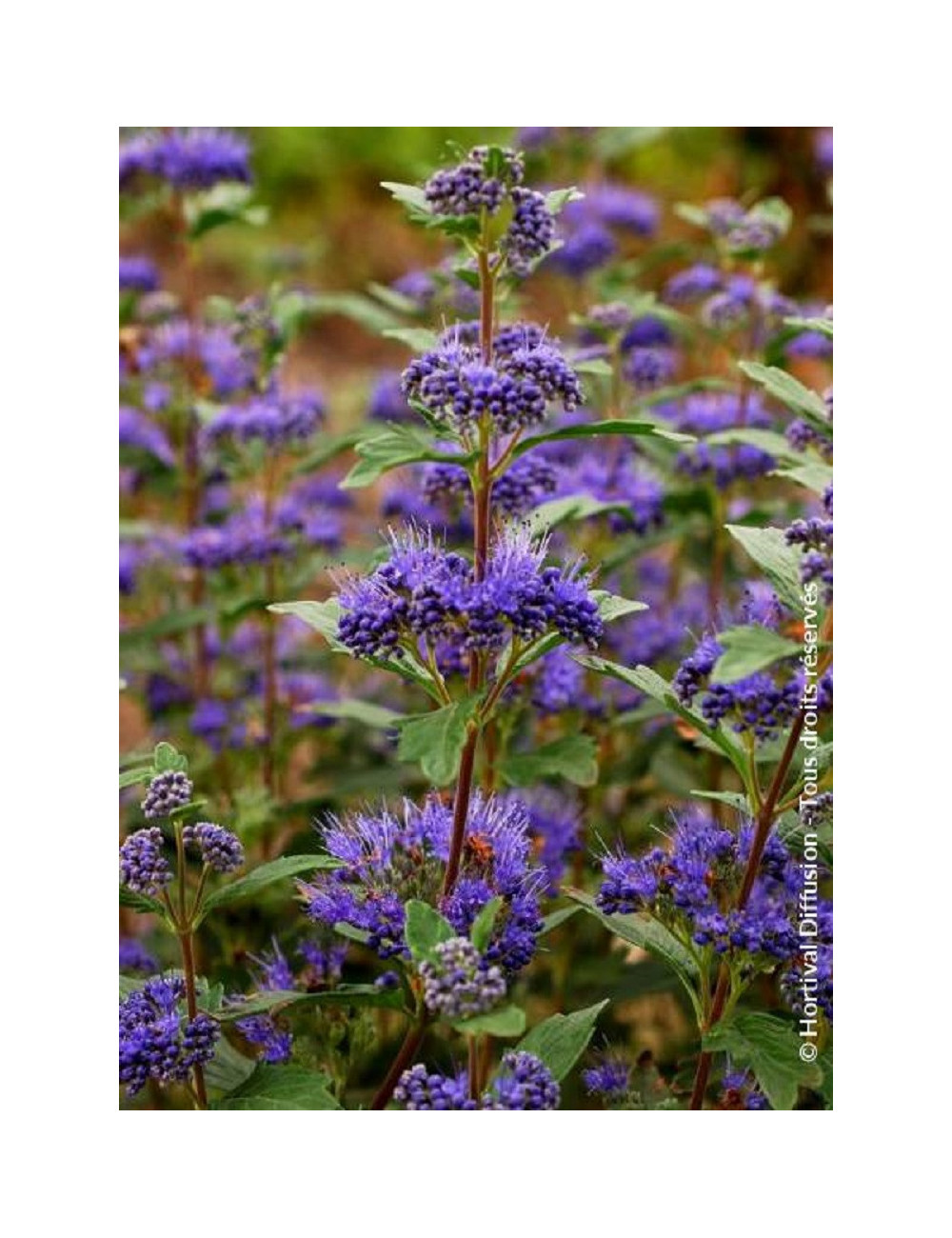 CARYOPTERIS clandonensis GRAND BLEU