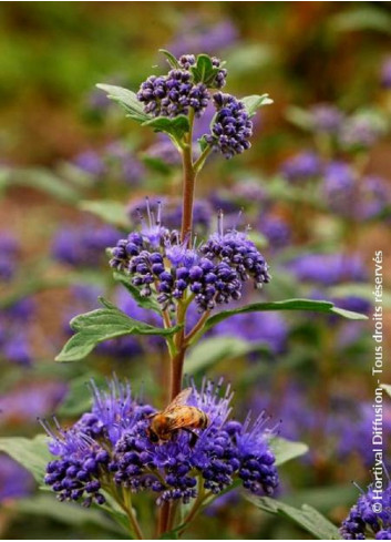 CARYOPTERIS clandonensis GRAND BLEU