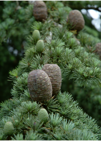 CEDRUS atlantica