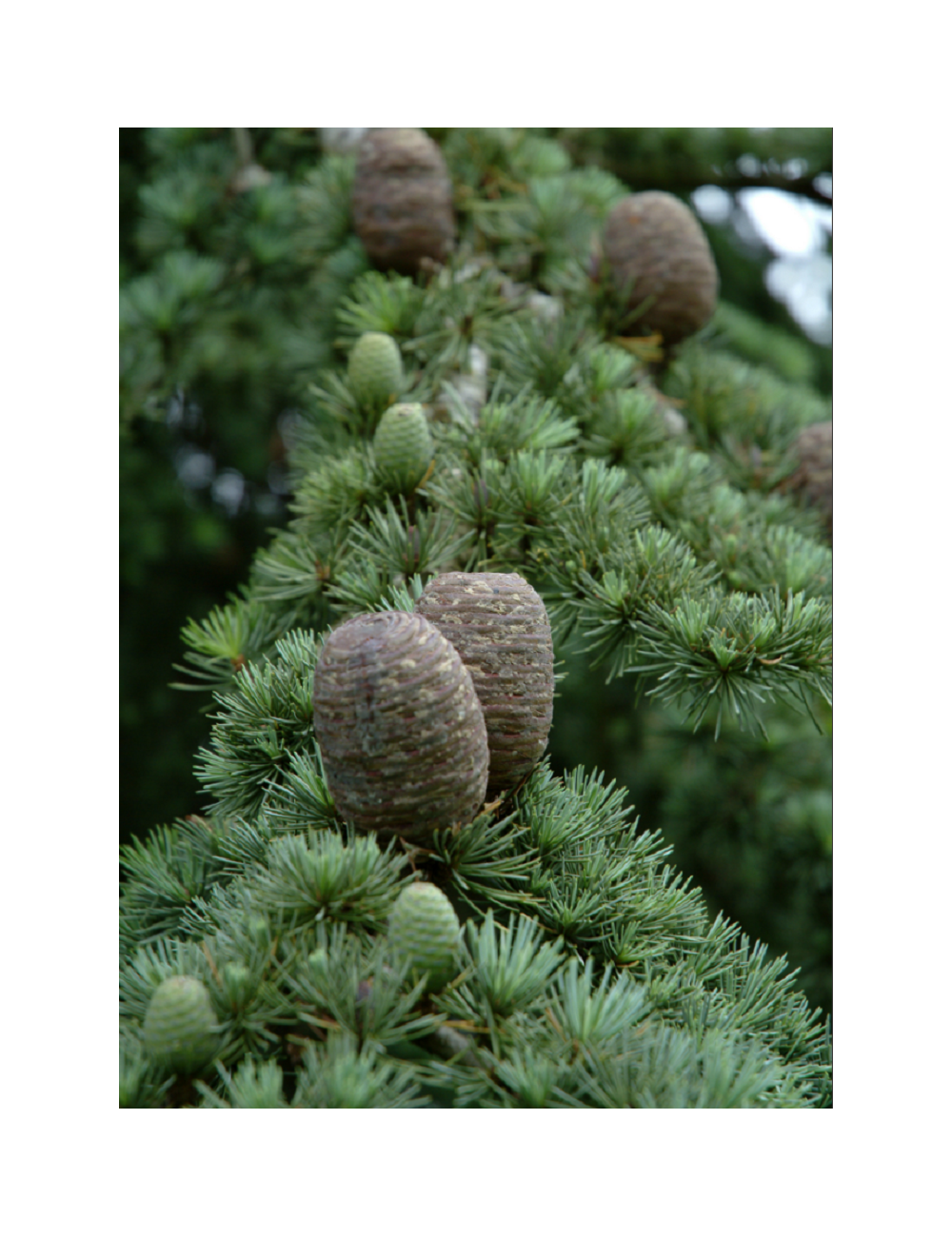 CEDRUS atlantica