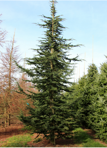 CEDRUS atlantica