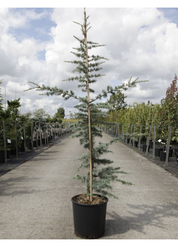 CEDRUS atlantica GLAUCA En pot de 15-20 litres