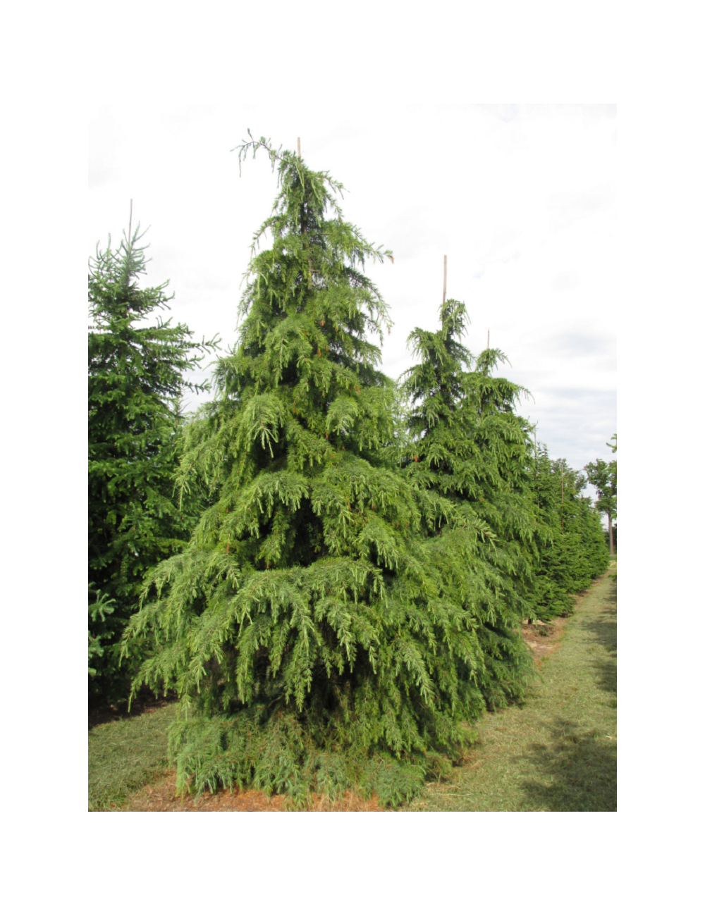 CEDRUS deodara