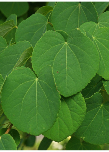 CERCIDIPHYLLUM japonicum