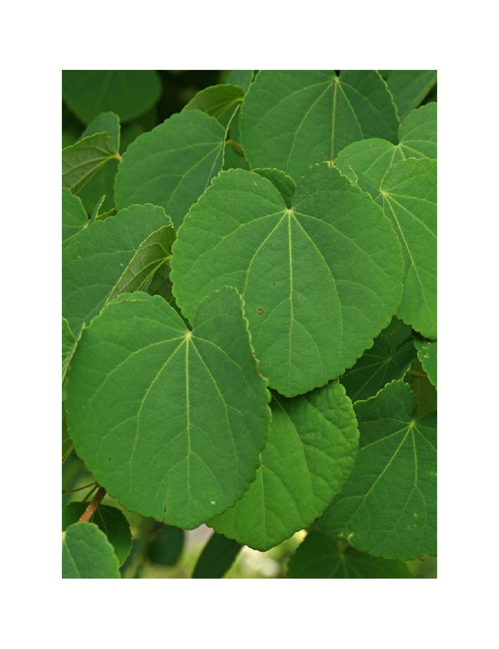 CERCIDIPHYLLUM japonicum