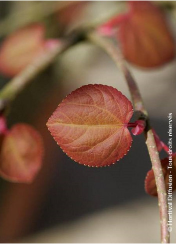 CERCIDIPHYLLUM japonicum