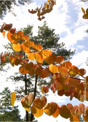 CERCIDIPHYLLUM japonicum