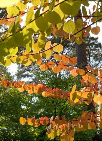 CERCIDIPHYLLUM japonicum