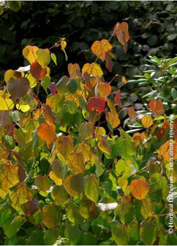 CERCIDIPHYLLUM japonicum