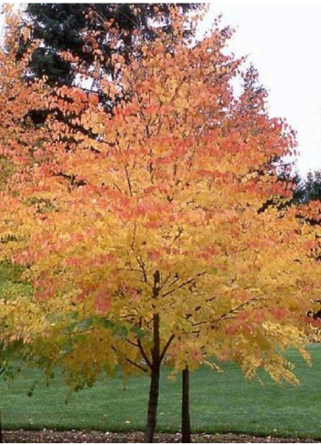 CERCIDIPHYLLUM japonicum