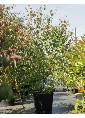 CERCIDIPHYLLUM japonicum En pot de 25-30 litres