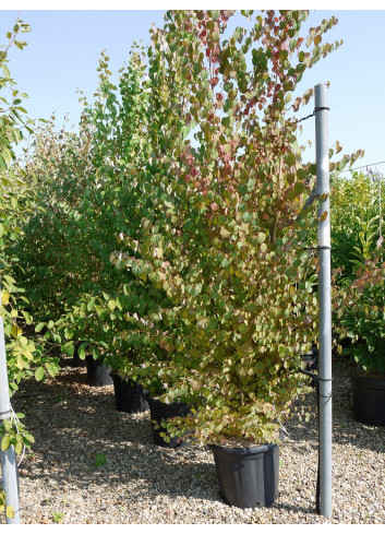 CERCIDIPHYLLUM japonicum En pot de 35-50 litres